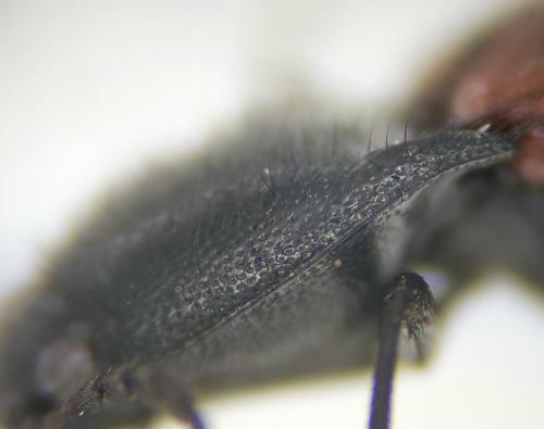 Ampedus sp.